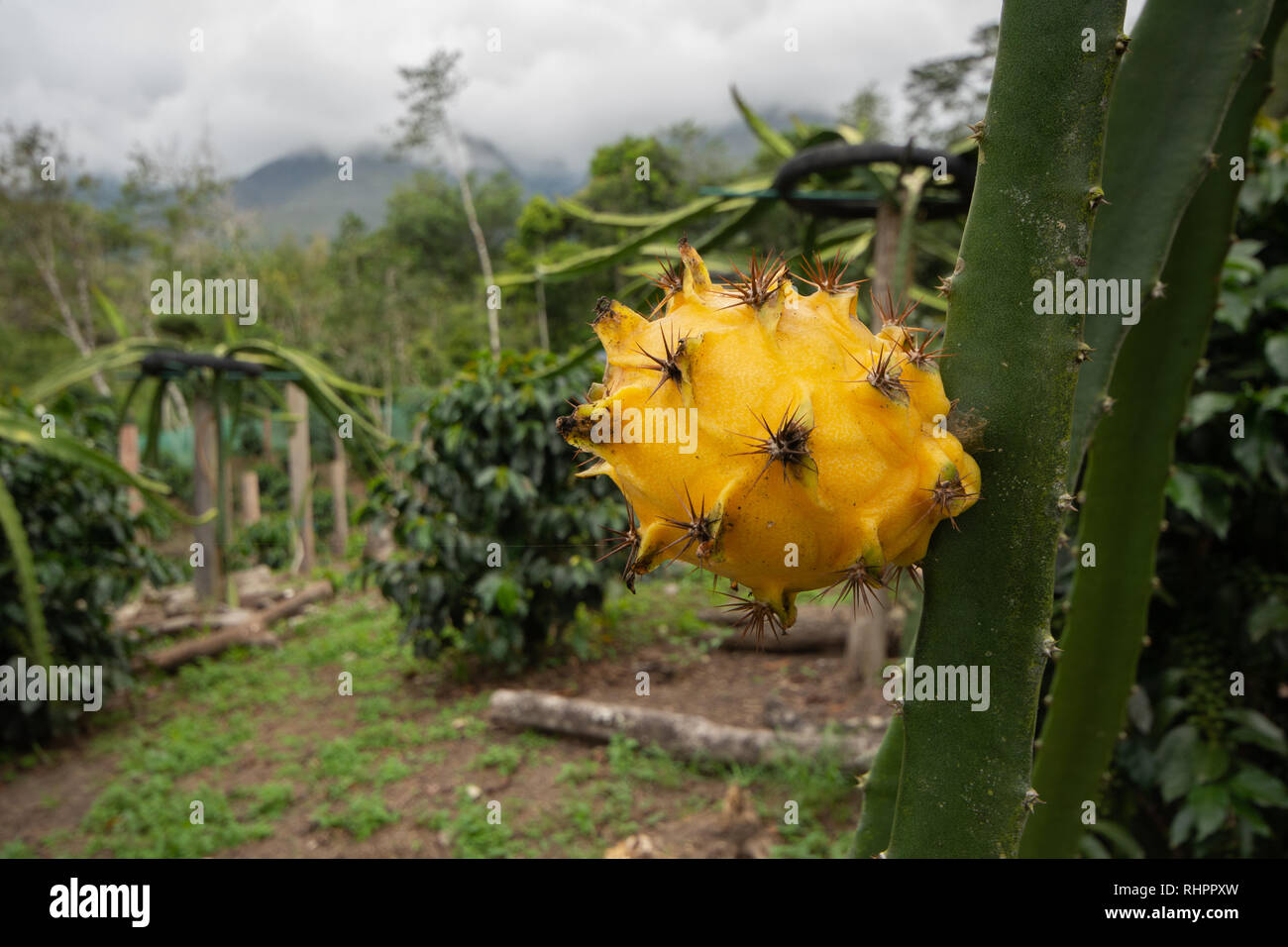 Eine gelbe Drache Obst oder Pitaya (Pitahaya) wachsen auf Dragon Fruit Cactus unter Kaffee Büsche in einem tropischen Plantage in Peru Stockfoto
