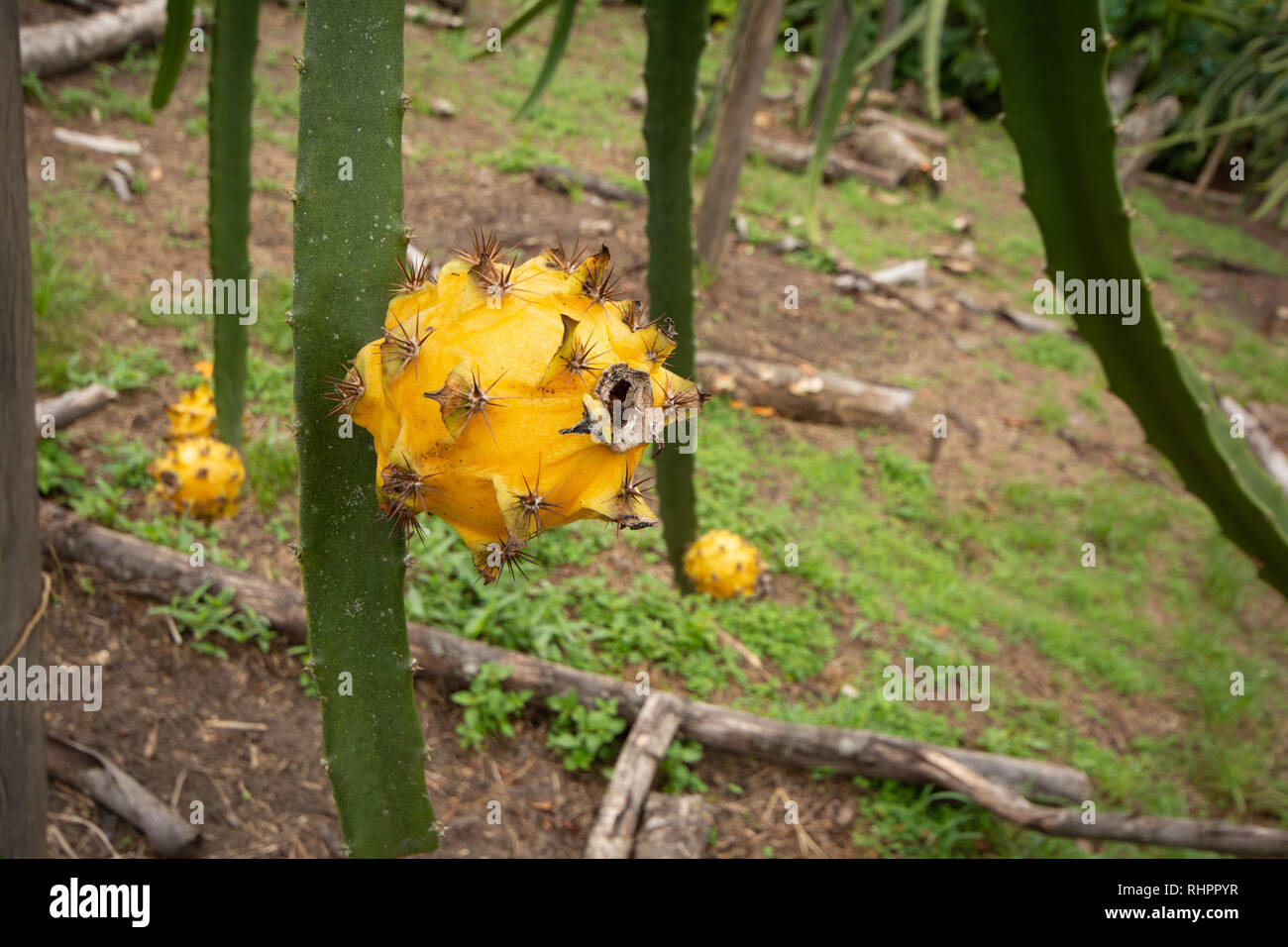 Eine gelbe Drache Obst oder Pitaya (Pitahaya), Dragon Fruit Kaktus wächst auf Stockfoto