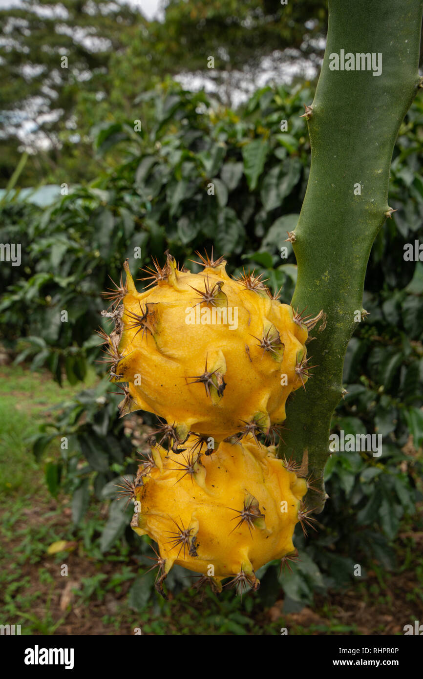 Zwei gelbe Drache Obst oder Pitaya (Pitahaya), Dragon Fruit Kaktus wächst auf Stockfoto