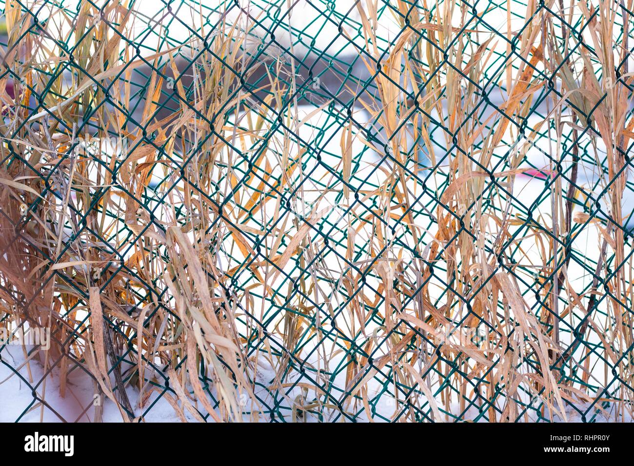 In einem Metallgitter des grünen Schatten unter weißen Schnee Blätter eine grassartige Pflanze waren verwickelt. In den kalten schneereichen Winter, die Ohren und Blätter von Gras nehmen auf Stockfoto
