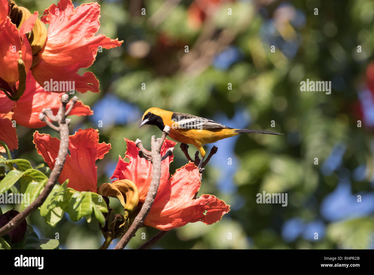 Hooded Oriole suchen nach Nahrung in einem Stadtpark in Bucerias, Mexiko. Stockfoto