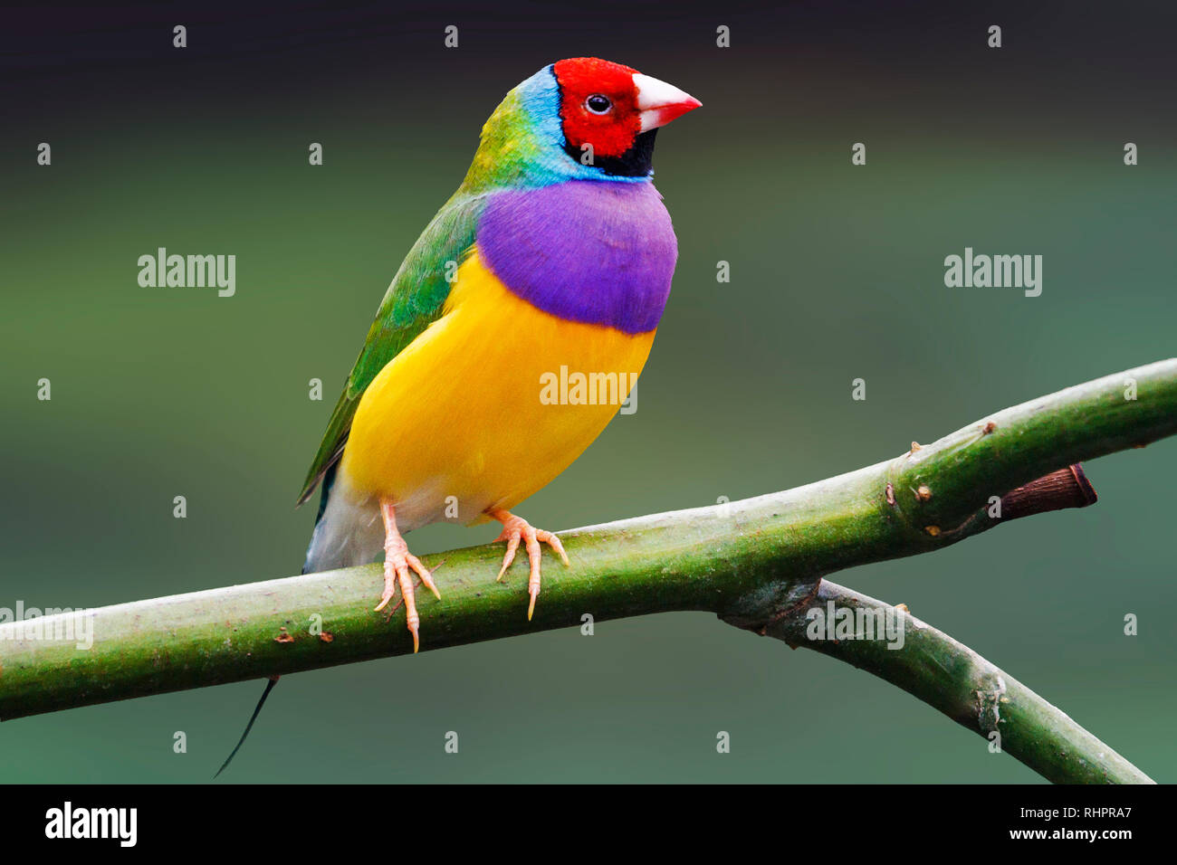 Bunter Vogel sitzt auf einem grünen Hintergrund, wilde Natur  Stockfotografie - Alamy