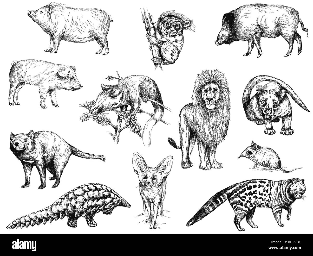 Große Reihe von Hand gezeichnete Skizze Stil Tiere auf weißem Hintergrund. Vector Illustration. Stock Vektor