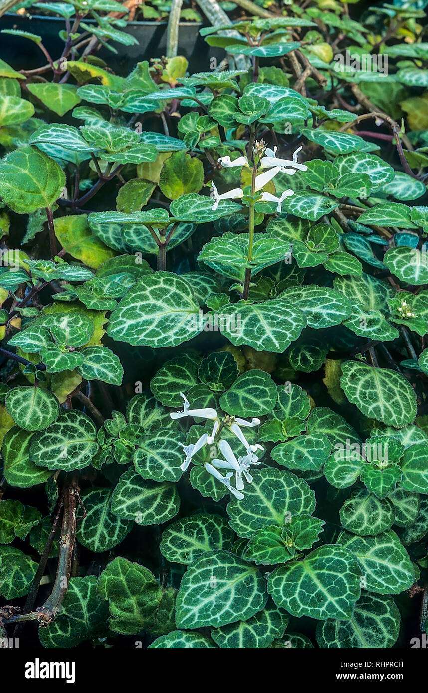 Plectranthus oertendahlii einen nachgestellten Evergreen mehrjährige Pflanze, die hat weiße Blüten thropughout das Jahr ist es Frost Ausschreibung bis 10C/50F Stockfoto