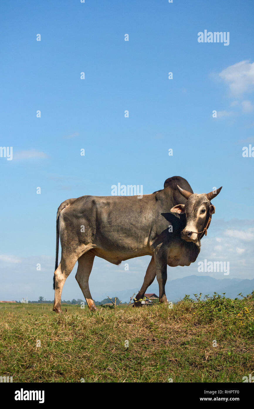 Eine domestizierte grau Zebu Kuh aka indicine Vieh oder Humped Vieh steht stolz auf einem Gras Bank allein. Stockfoto