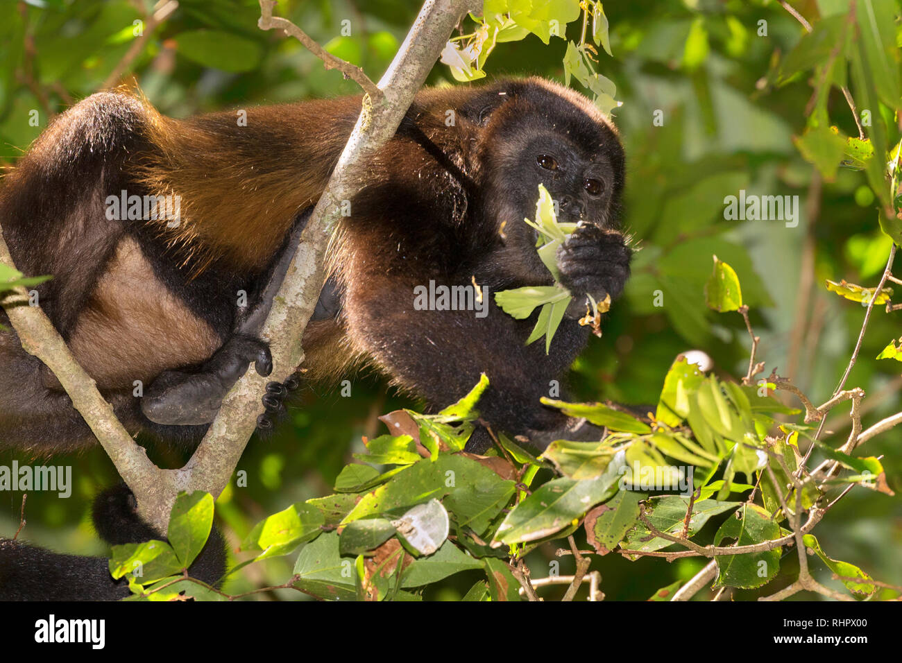 Mantled Brüllaffe (Alouatta palliata) in die Baumkronen des Regenwaldes, Puntarenas, Costa Rica Stockfoto