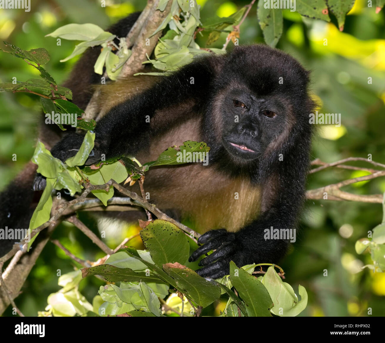 Mantled Brüllaffe (Alouatta palliata) in die Baumkronen des Regenwaldes, Puntarenas, Costa Rica Stockfoto