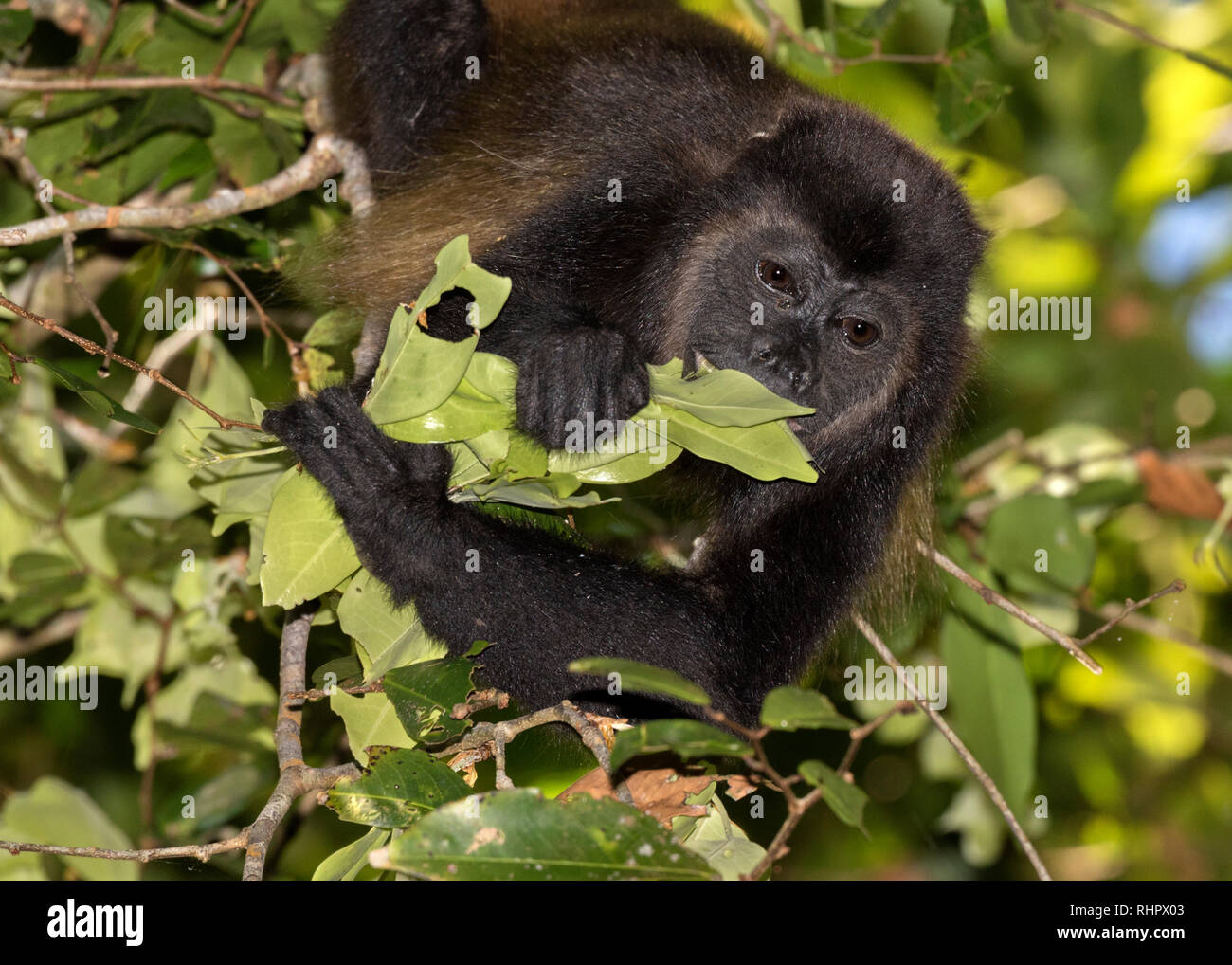 Mantled Brüllaffe (Alouatta palliata) in die Baumkronen des Regenwaldes, Puntarenas, Costa Rica Stockfoto