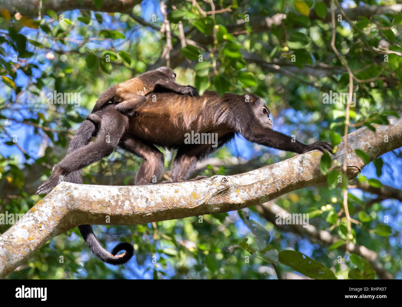 Mantled Brüllaffe (Alouatta palliata) zu Fuß in die Baumkronen des Regenwaldes mit Baby auf dem Rücken, Puntarenas, Costa Rica Stockfoto