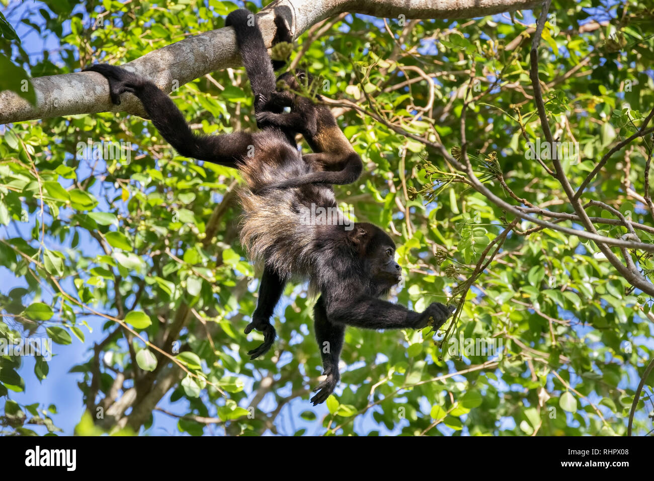 Mantled Brüllaffe (Alouatta palliata) Fütterung mit Ihrem Baby, Puntarenas, Costa Rica Stockfoto