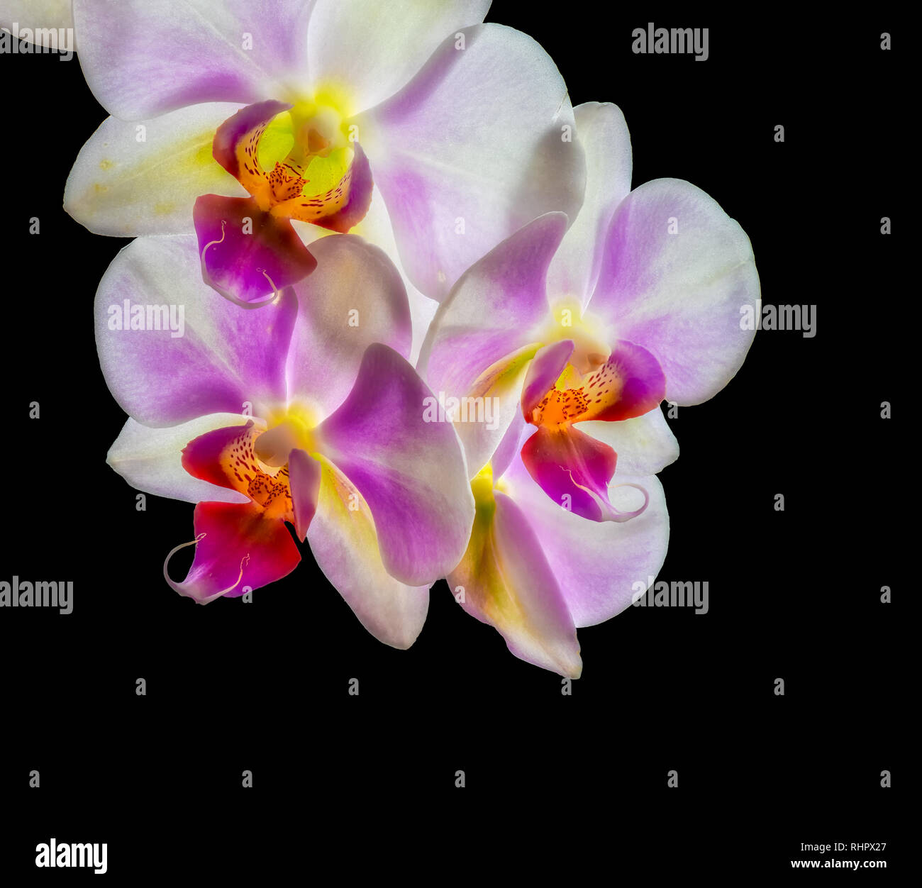 Kunst Stillleben helle und leuchtende Farbe Makro aus einem Bündel von Weiß Rosa gelb Rote Orchidee Blüten mit detaillierten Textur auf schwarzem Hintergrund Stockfoto