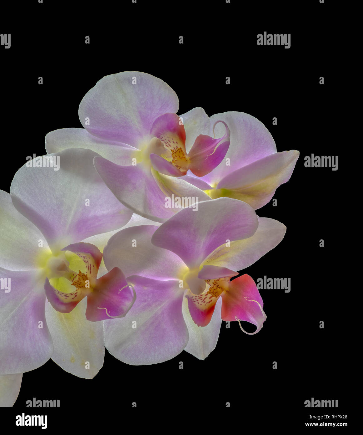 Kunst Stillleben helle Farbe Makro aus einem Bündel von Weiß Rosa gelb Rote Orchidee Blüten mit detaillierten Textur auf schwarzen Hintergrund als Kopie Raum Stockfoto
