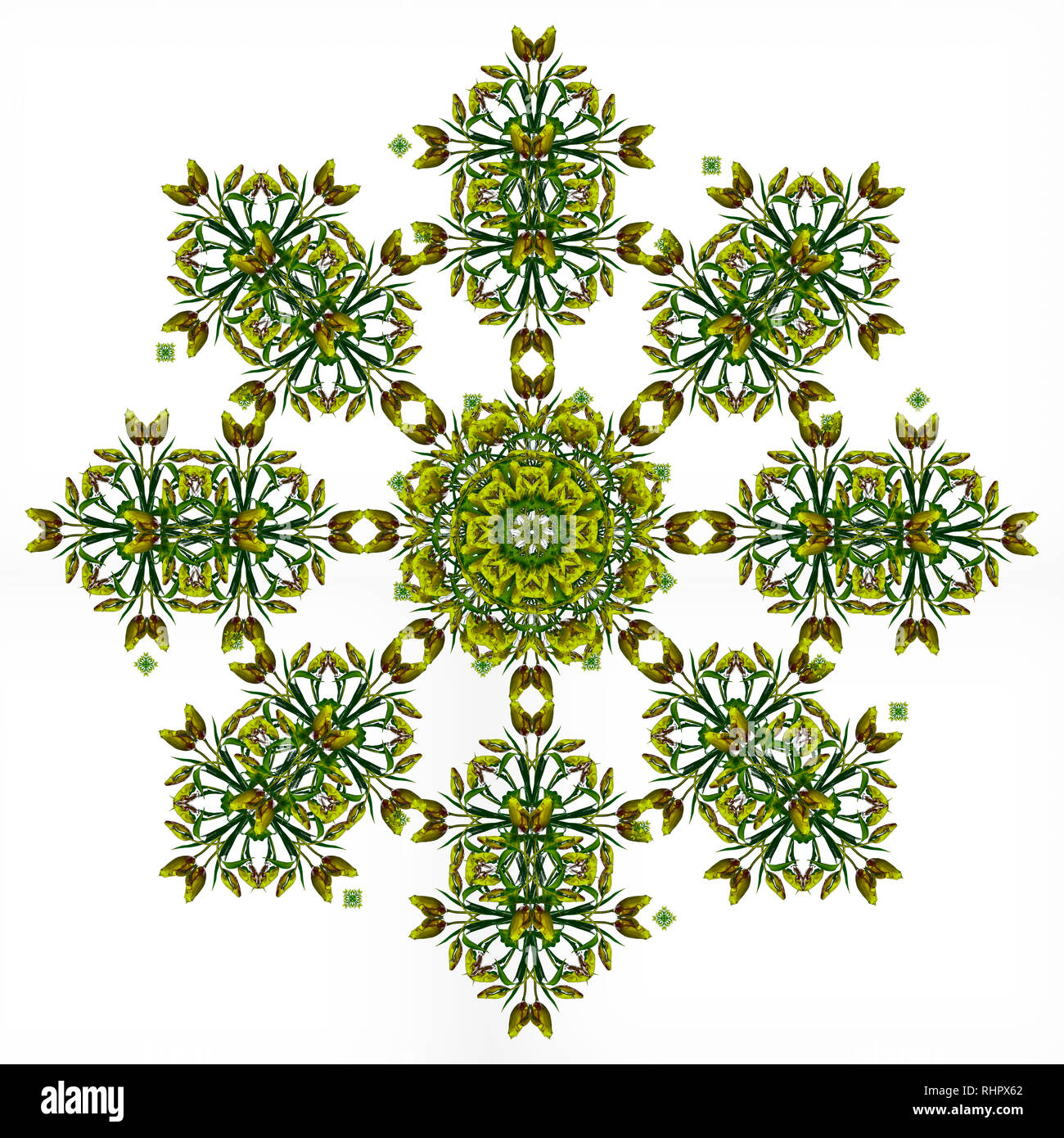 Fine Art Floral dekorative und symmetrische fractal Farbmuster aus Makros von gelb Dunkelgrün rote Tulpen auf weißem Hintergrund in vintage Farbe gemacht Stockfoto
