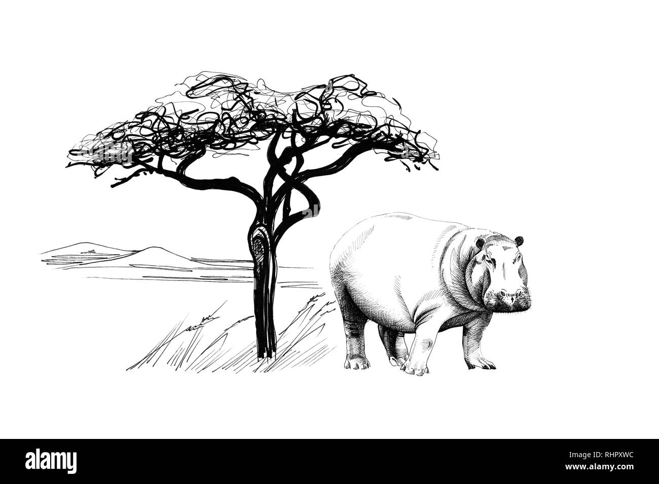 Hippo in der Nähe ein Baum in Afrika. Hand gezeichnet Abbildung. Sammlung von Hand Illustrationen gezeichnet (Originale, keine tastung) Stockfoto