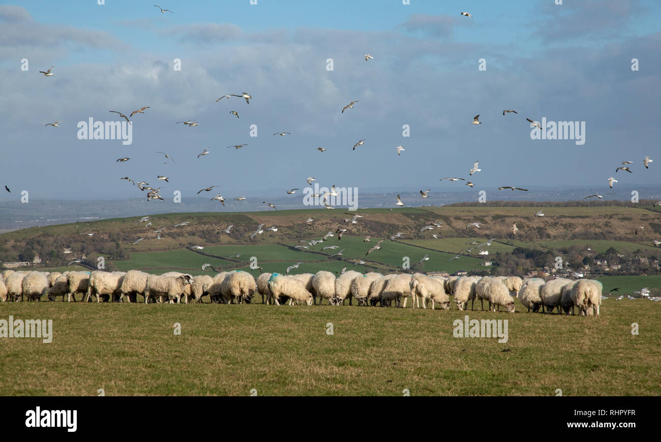 Herde Schafe weiden Downland, mit Rammstein anwesend, auf die Purbeck limestone Ridge. Dorset. Stockfoto