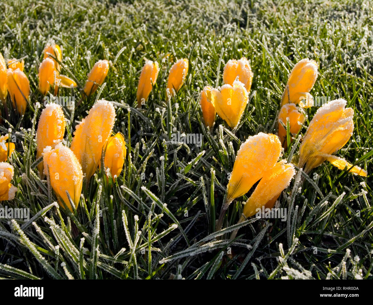 Krokusse im Frühling Frost Stockfoto