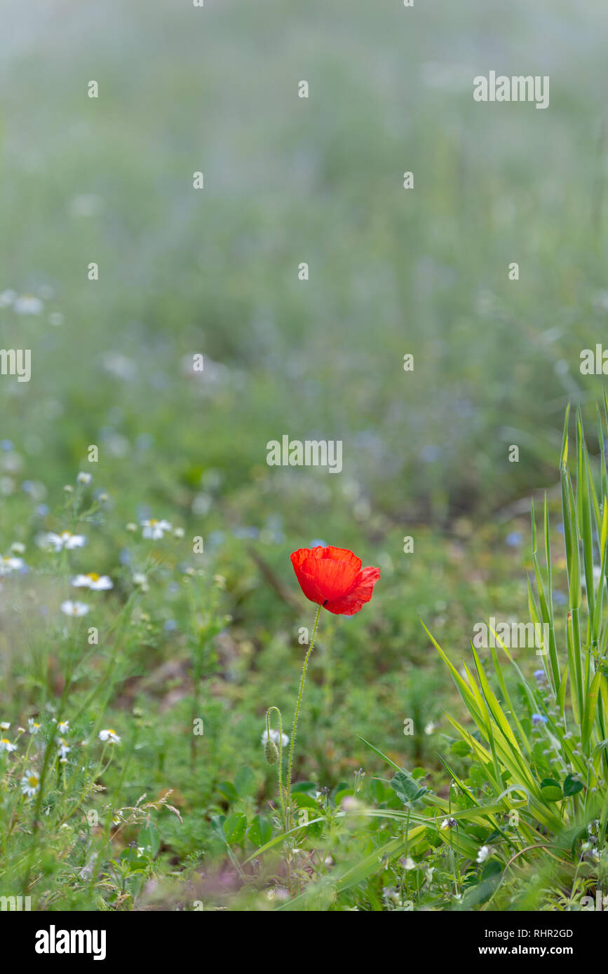 Einzelne rote Mohnblüte mit unscharfen Hintergrund Stockfoto