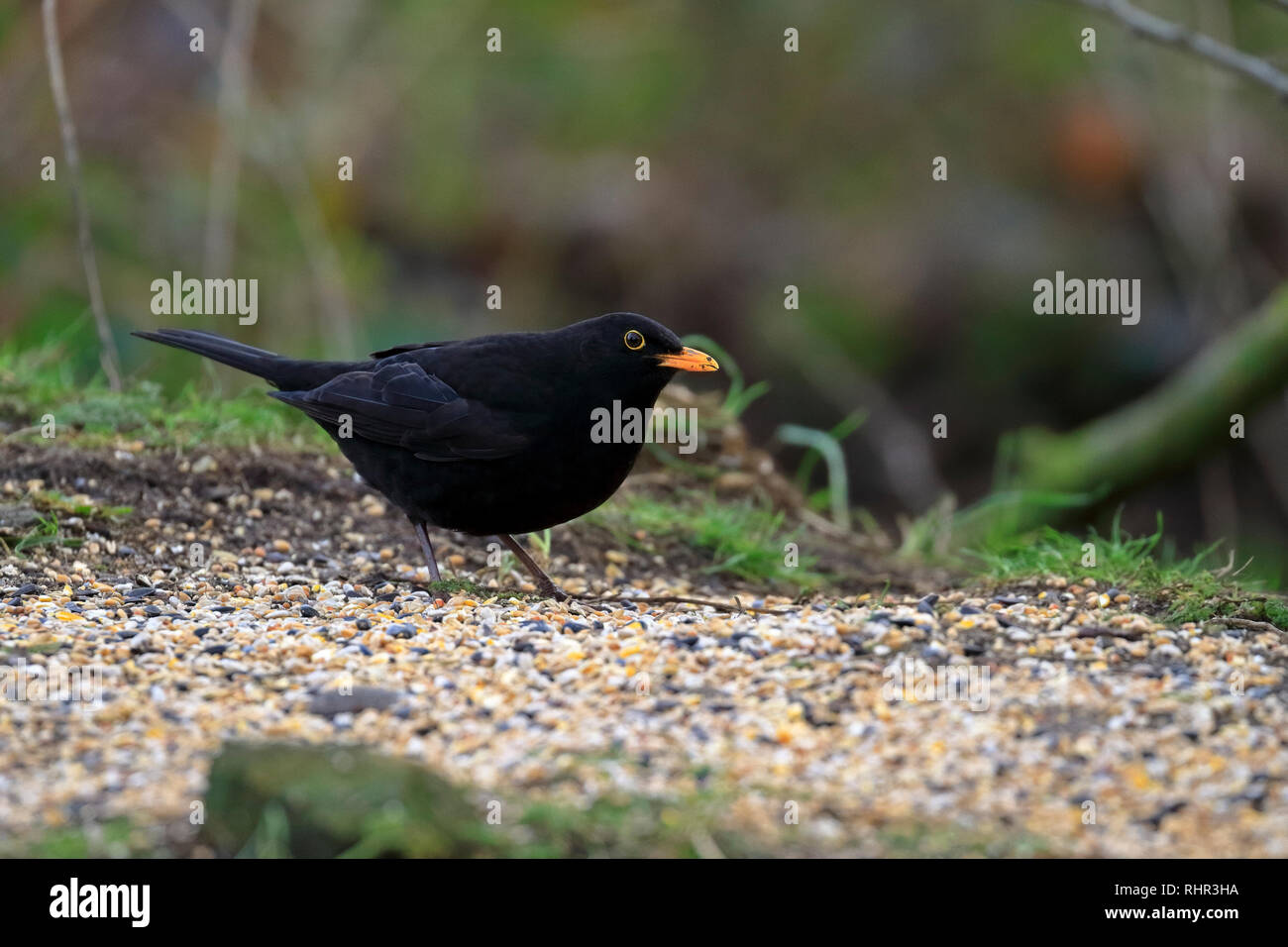 Erwachsene männliche Amsel, Turdus merula Fütterung auf Samen in einem Waldgebiet, England, UK. Stockfoto