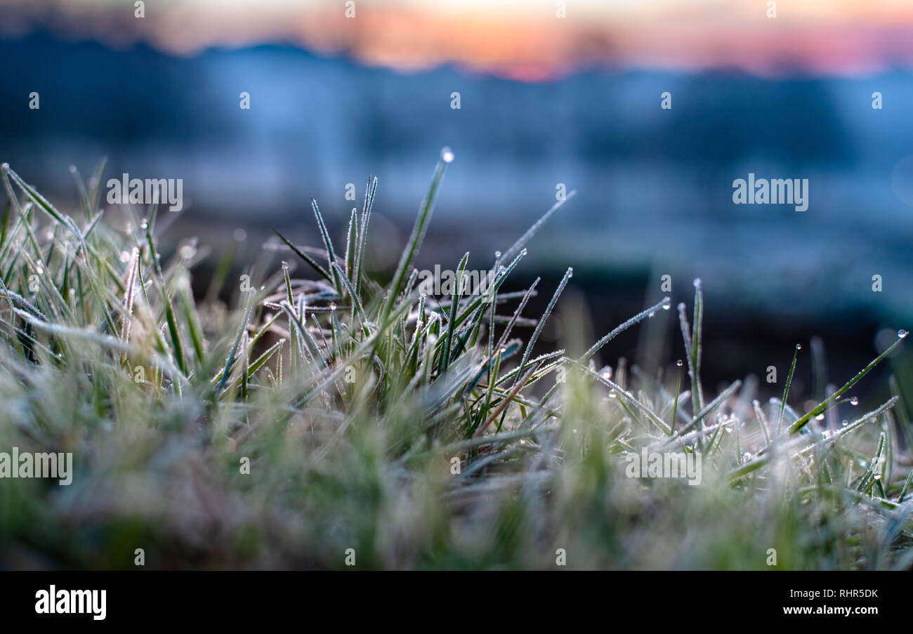 Frosty gras Detail mit Morgentau Stockfoto
