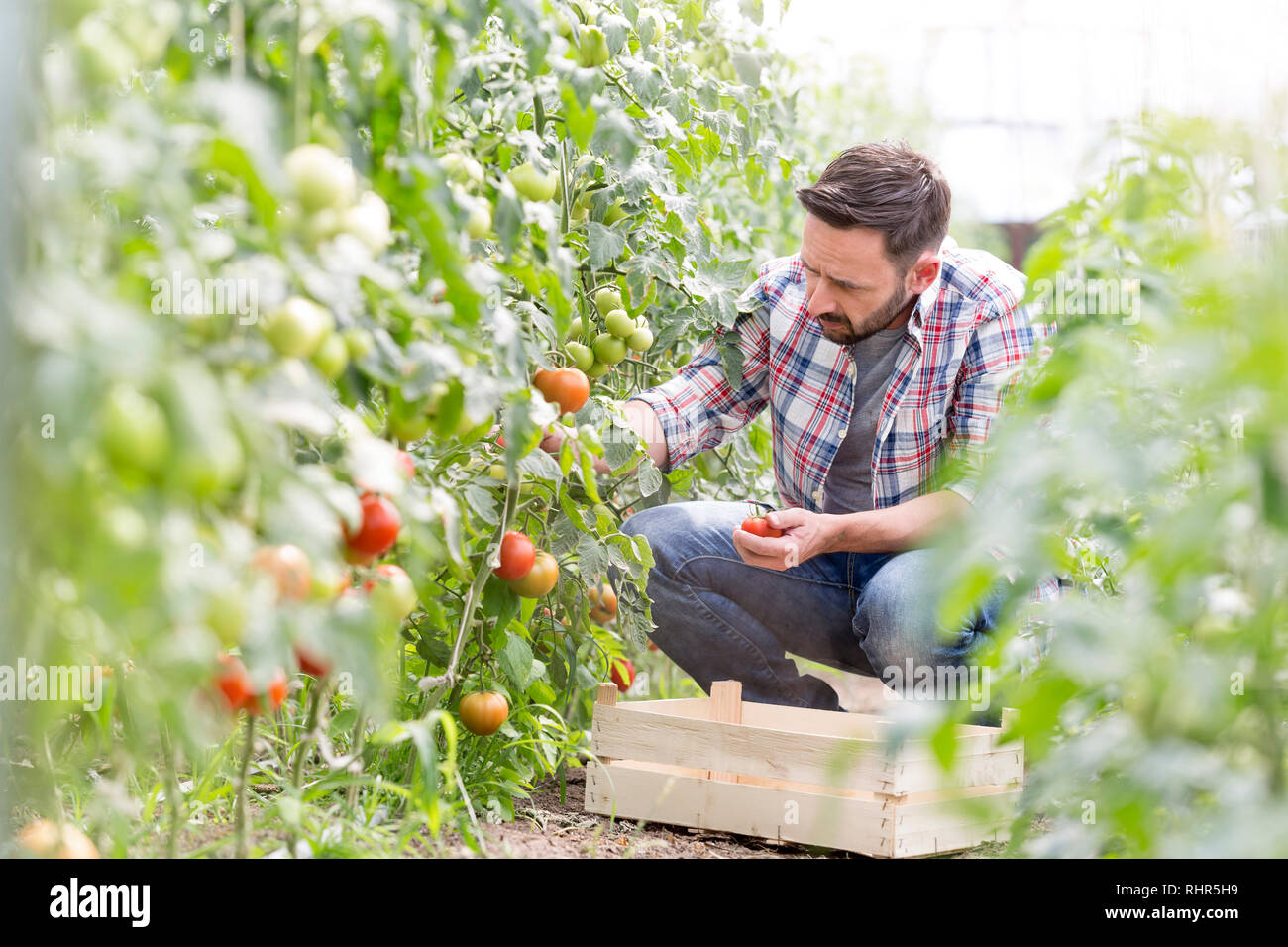 Mitte der erwachsene Mann ernten Tomaten auf der Farm Stockfoto