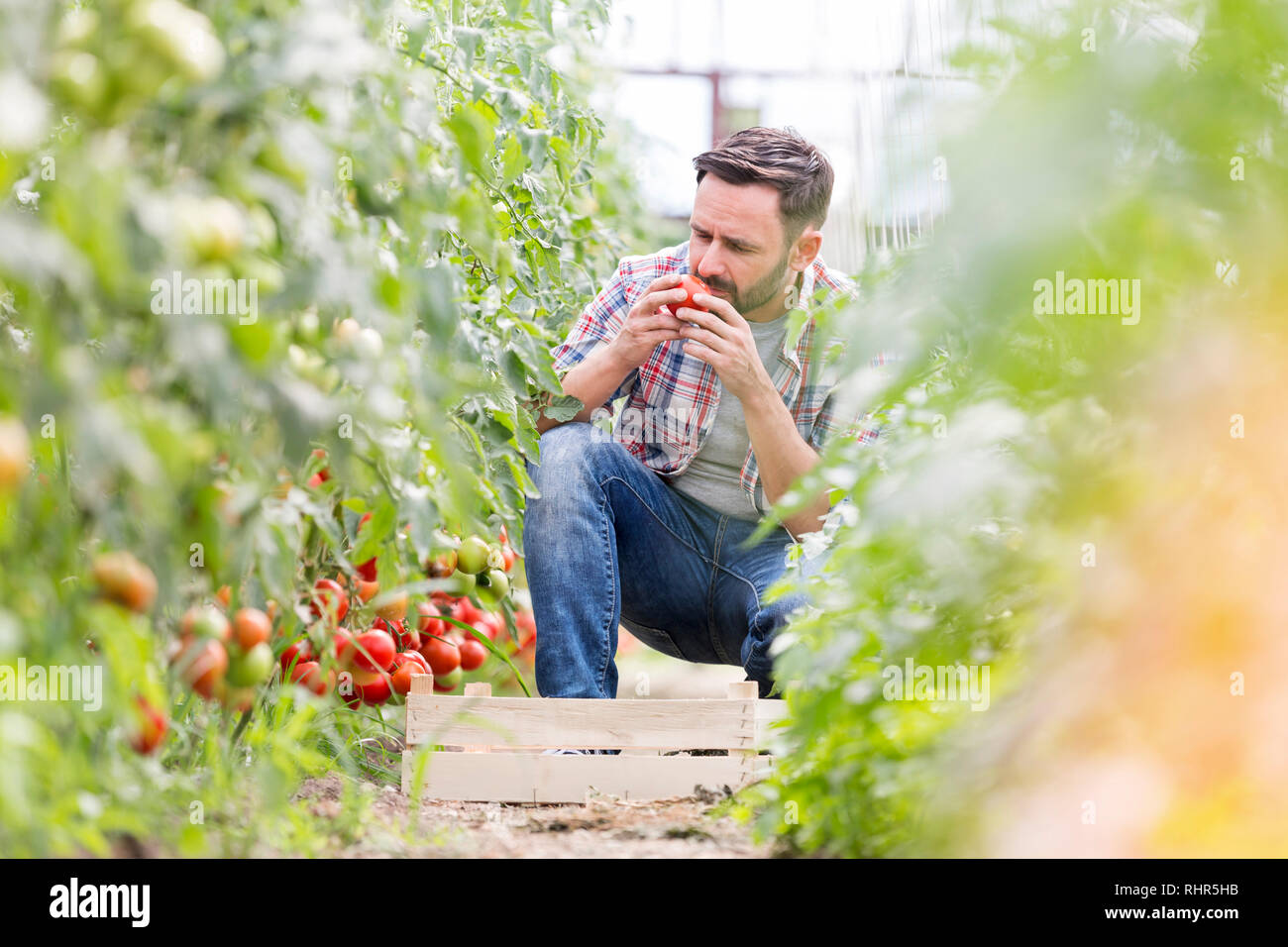 Man wohlriechende Tomaten während der Ernte auf der Farm Stockfoto