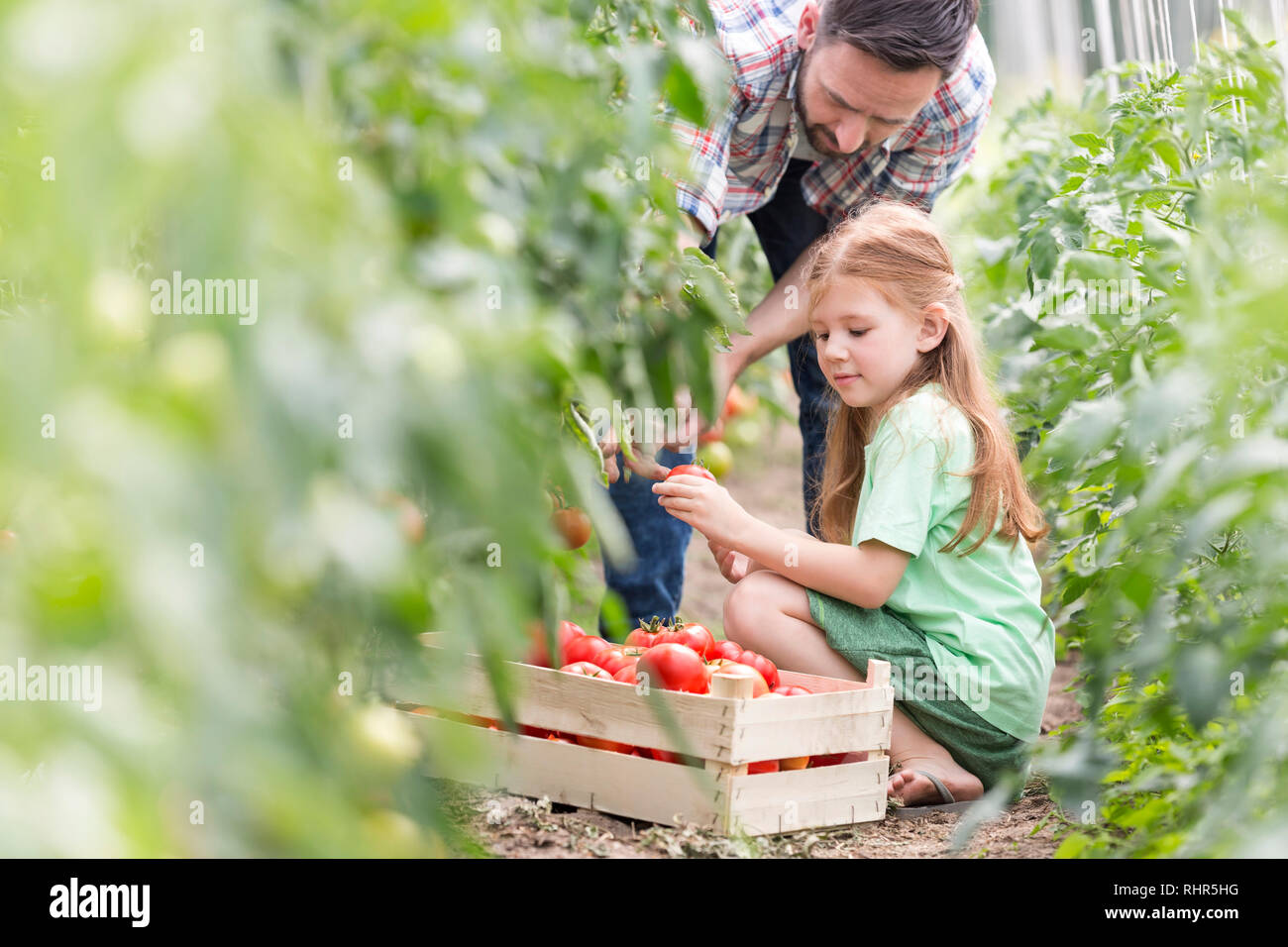 Vater und Tochter ernten Tomaten auf der Farm Stockfoto