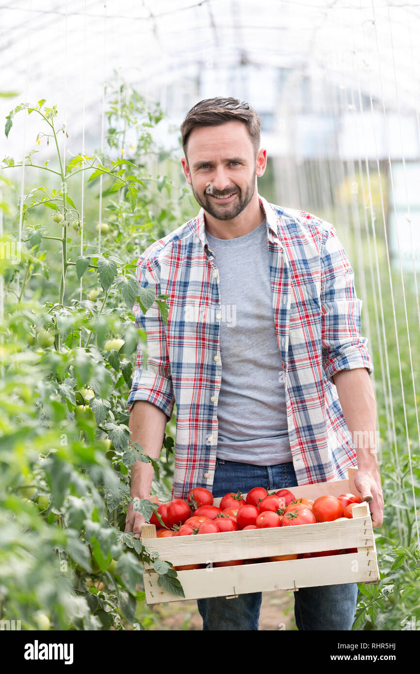 Portrait von Mitte nach Bauer die Tomaten in Kiste auf der Farm Stockfoto