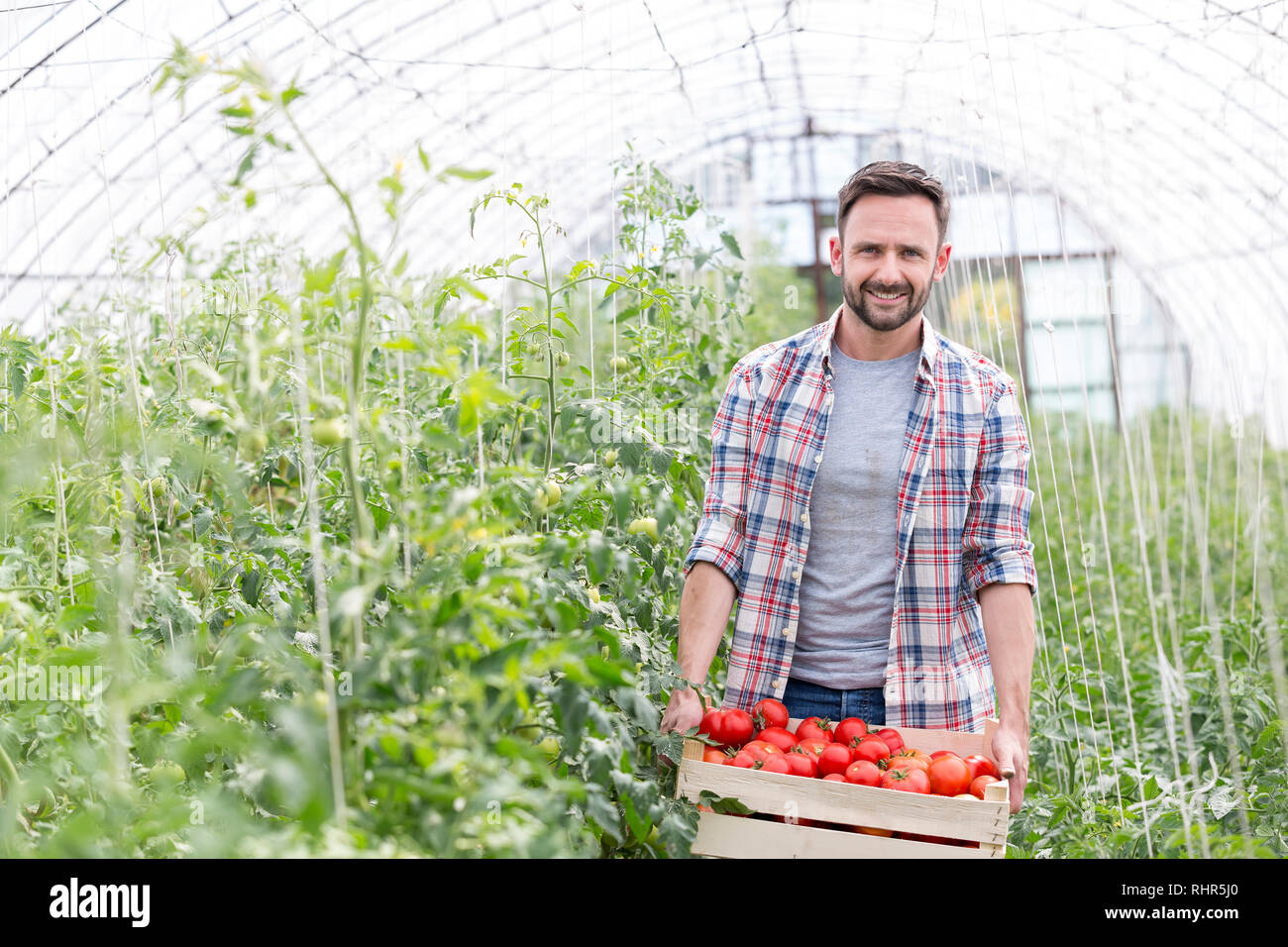 Lächelnd Landwirt mit Tomaten in Kiste auf der Farm Stockfoto