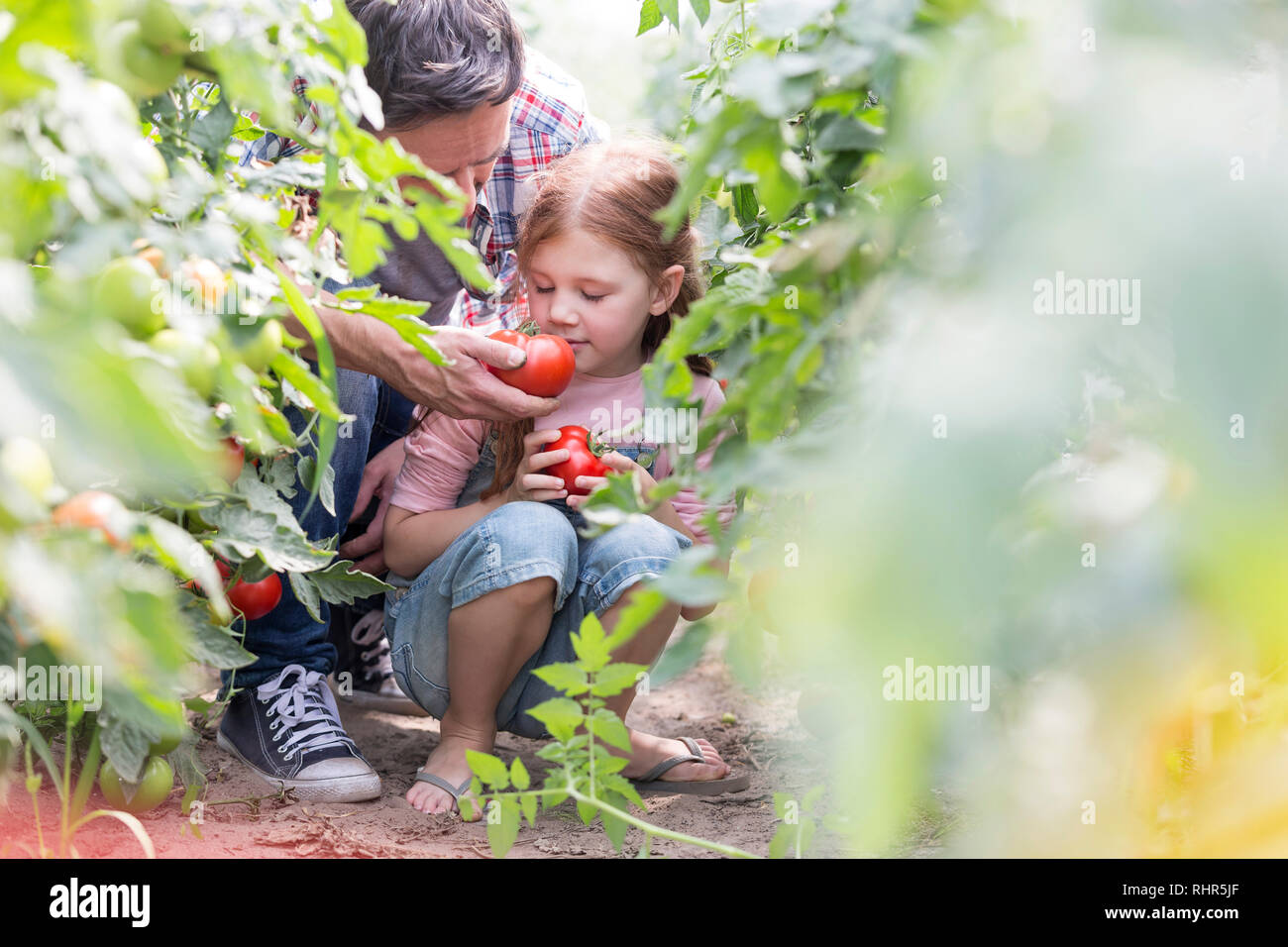 Vater und Tochter Geruch frischen Tomaten auf der Farm Stockfoto
