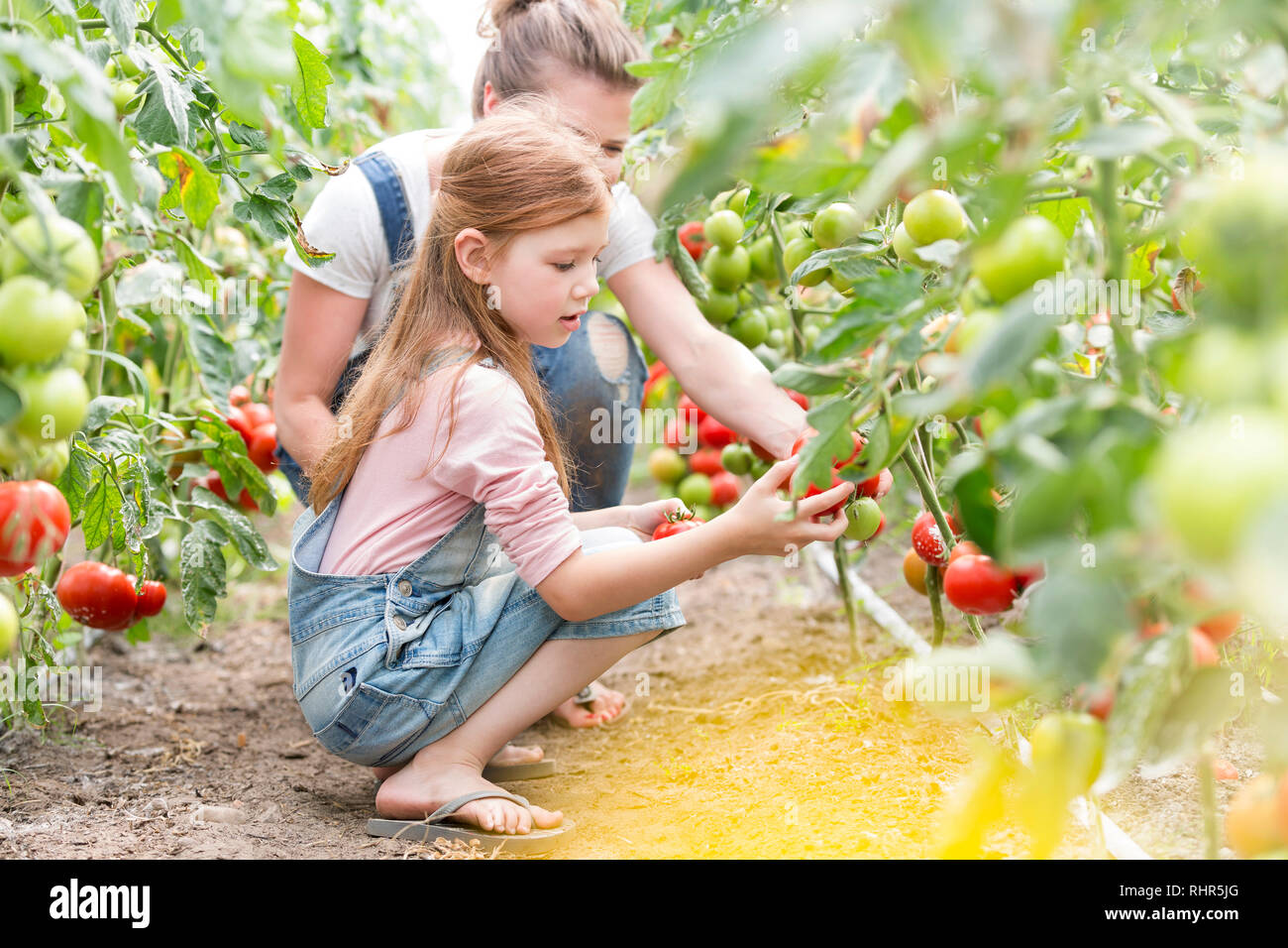 Mutter und Tochter der Ernte von frischen Tomaten auf der Farm Stockfoto