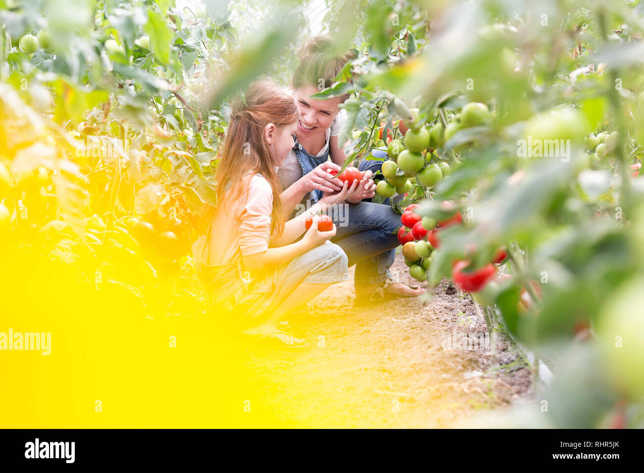 Lächelnde Frau Ernte von frischen Tomaten mit Tochter auf dem Bauernhof Stockfoto