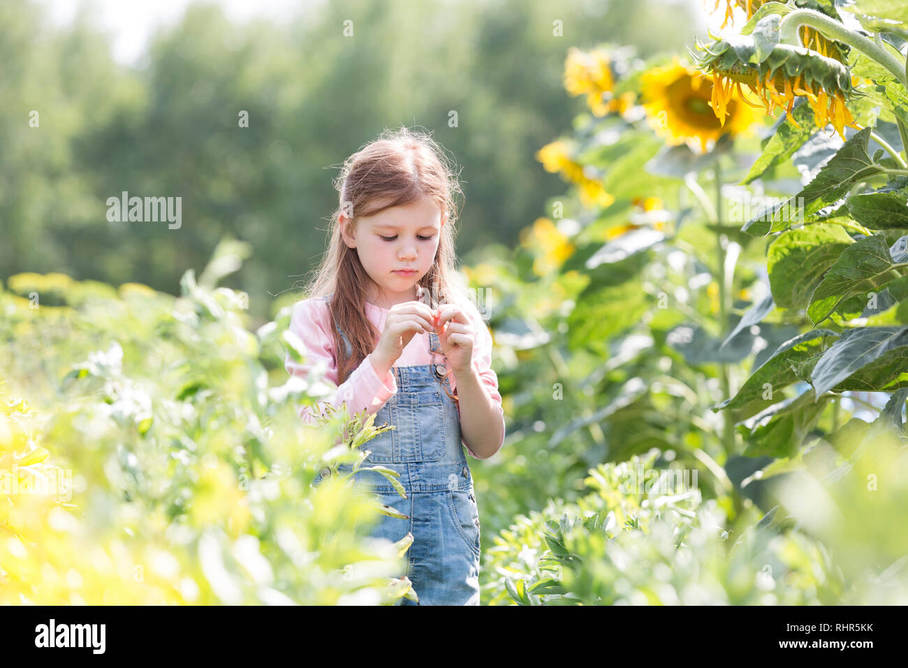 Unschuldige Mädchen steht die Sonnenblume Pflanzen am Bauernhof Stockfoto
