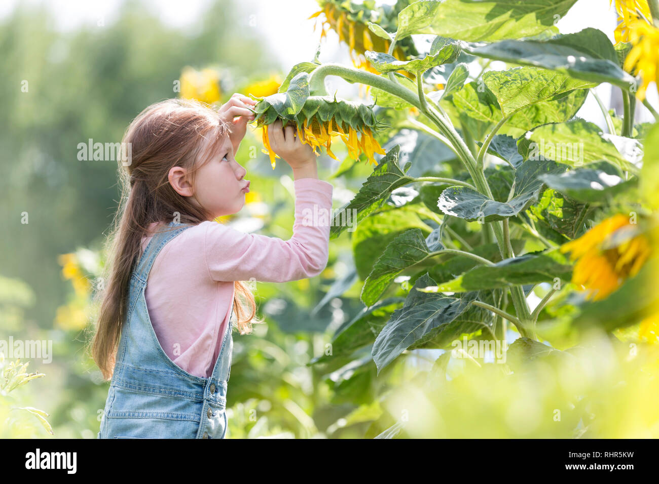 Süße Mädchen spielen mit Sonnenblumen auf der Farm wächst Stockfoto