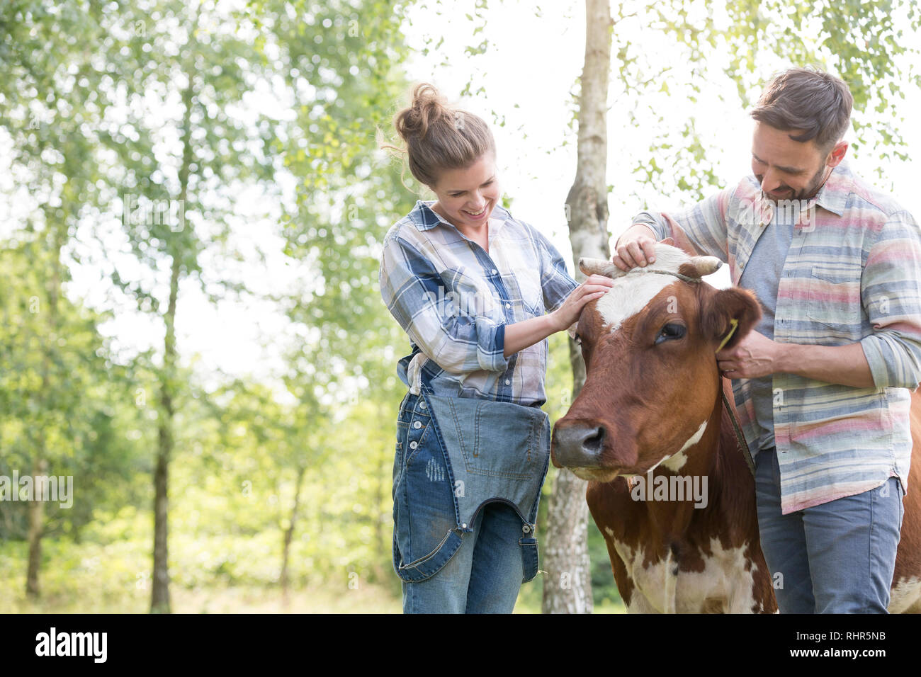 Lächelndes Paar stehend mit Kuh auf dem Bauernhof Stockfoto