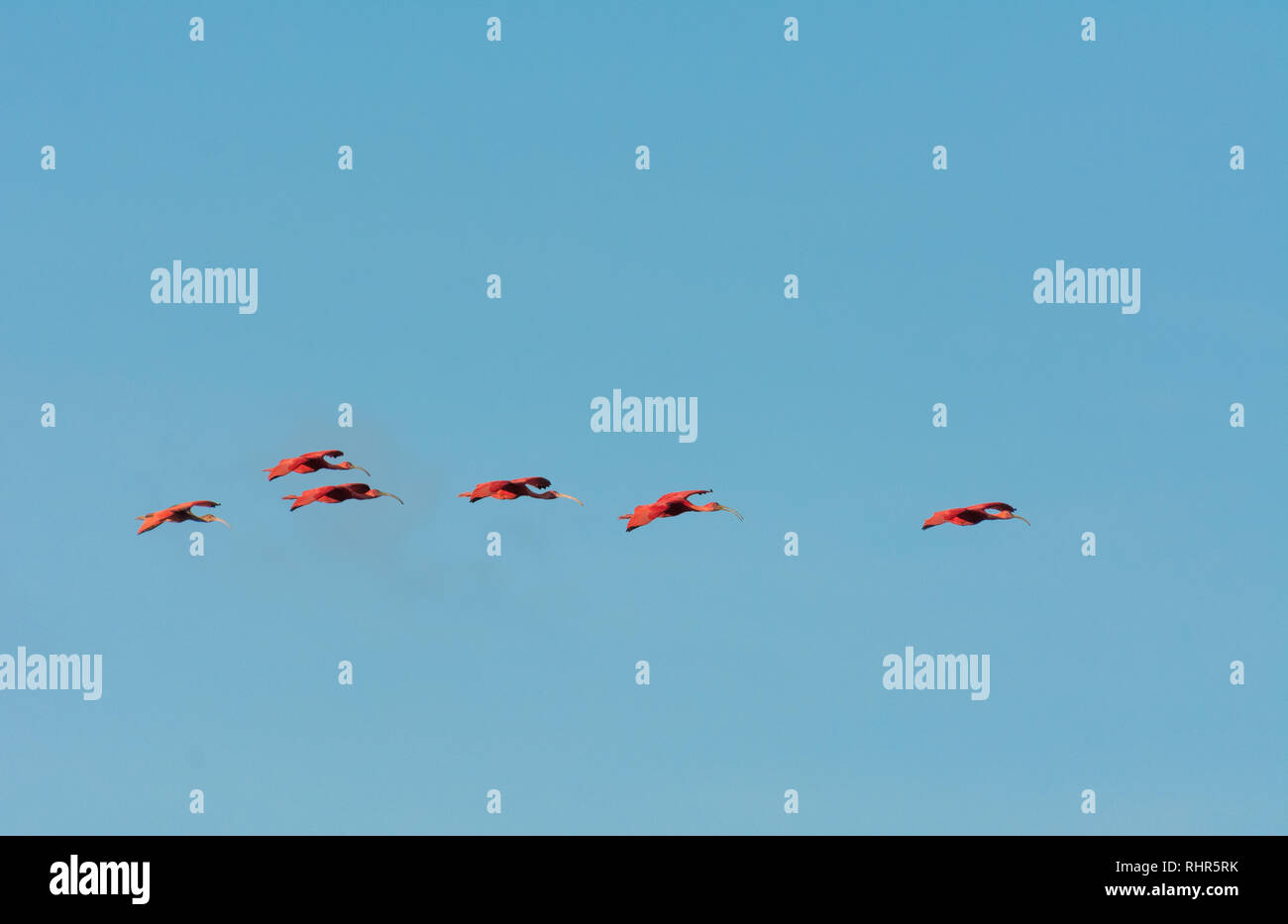 Scarlet Ibis fliegen in Caroni Naturschutzgebiet auf der Insel Trinidad, Trinidad und Tobago zu Roost. Stockfoto