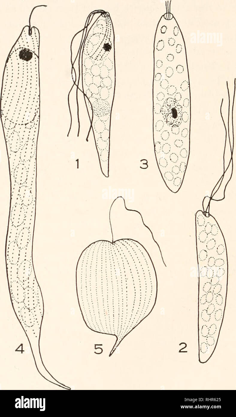 . Die biologische Bulletin. Biologie; Zoologie; Biologie; Meeresbiologie. 164 Robert W. HEGNER. Untersucht wurden, etwa im gleichen Alter zu dem Zeitpunkt, an dem Sie geprüft wurden sie sehr in der Größe unterscheiden. Die in den Teich ohne Algen werden im Durchschnitt etwa doppelt so lange in beiden. Abb. i. Ein lebendes Exemplar eines euglenoid der Arten eine zeigen charakteristische Form, drei Flagellen, Behälter, Stigma, chromatophoren und Kern. X1600. Abb. 2. Arten ein, wie gesehen, wenn mit Jod gefärbt. X1600. Abb. 3. Arten einen in Schaudinn's Lösung fixiert und gefärbt mit Eisen - haemotoxylin. X1600. Abb. 4. Stockfoto