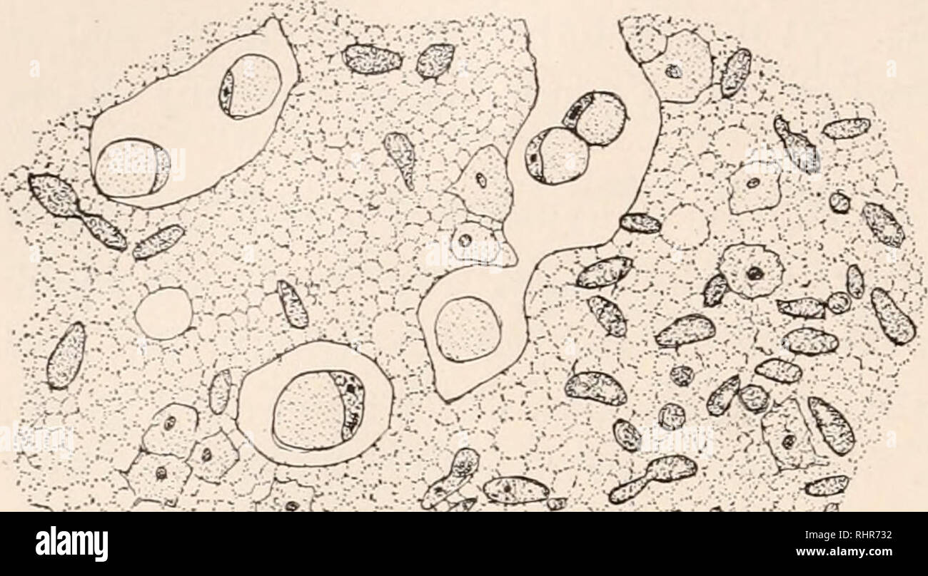 . Die biologische Bulletin. Biologie; Zoologie; Biologie; Meeresbiologie. 306 CHARLES T. BRUES UND RUDOLPH W. GLASER. ration sind der gleichen allgemeinen Form wie die Zellen, aus denen sie stammen, aber viel kleiner, unterschiedlicher Länge von 6.2-6.7/x. Einige Knospen sind fast runden, in welchem Fall sie, wenn deutlich kleiner, ca. 3,7/Durchmesser x trennen. • • • • • • Die, -, -SE&AMP;F&amp; aB krank''^^^ SKM. • ----- '*' "^" • '-'^&lt;-" • "t^* - •"•"•""••' - '- (•', L' --- L*l'^-k/7' T;,,. Bitte beachten Sie, dass diese Bilder aus gescannten Seite Bilder, die extrahiert werden Stockfoto