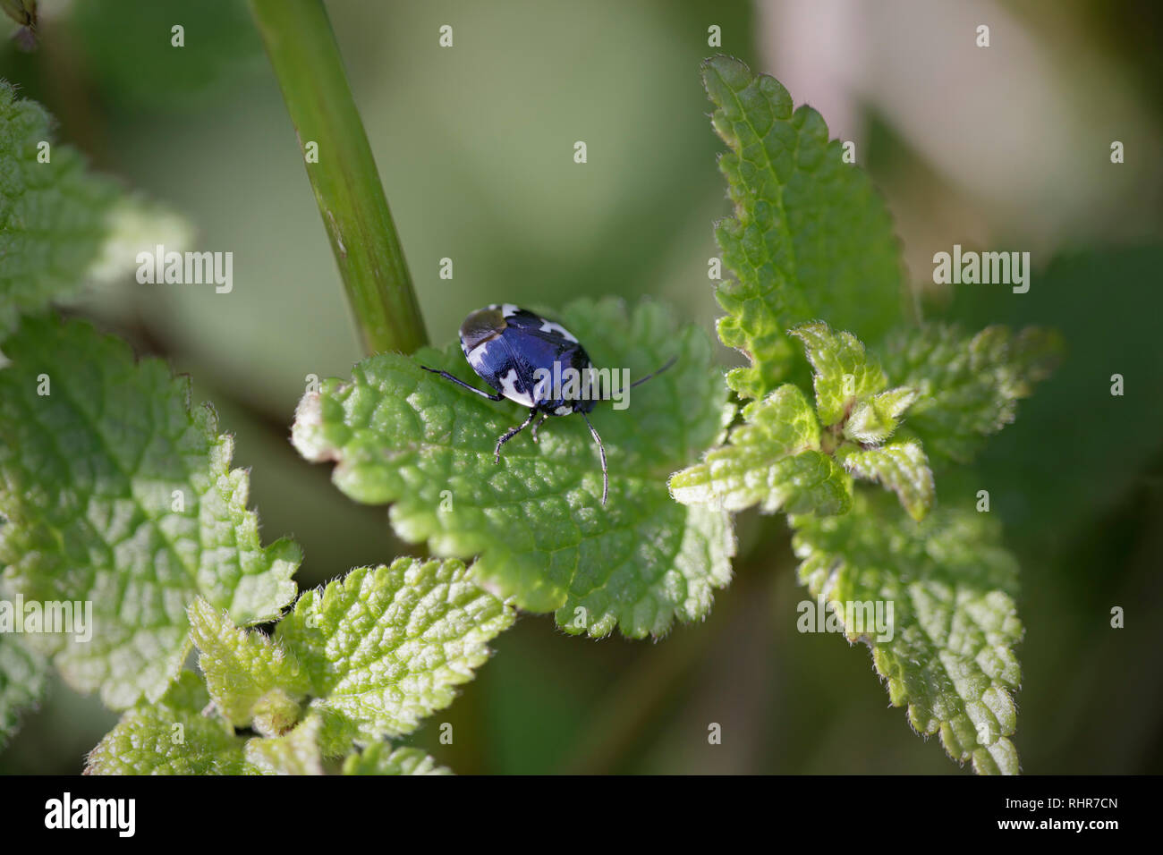 Kleine Käfer auf Blätter grün Nessel Stockfoto