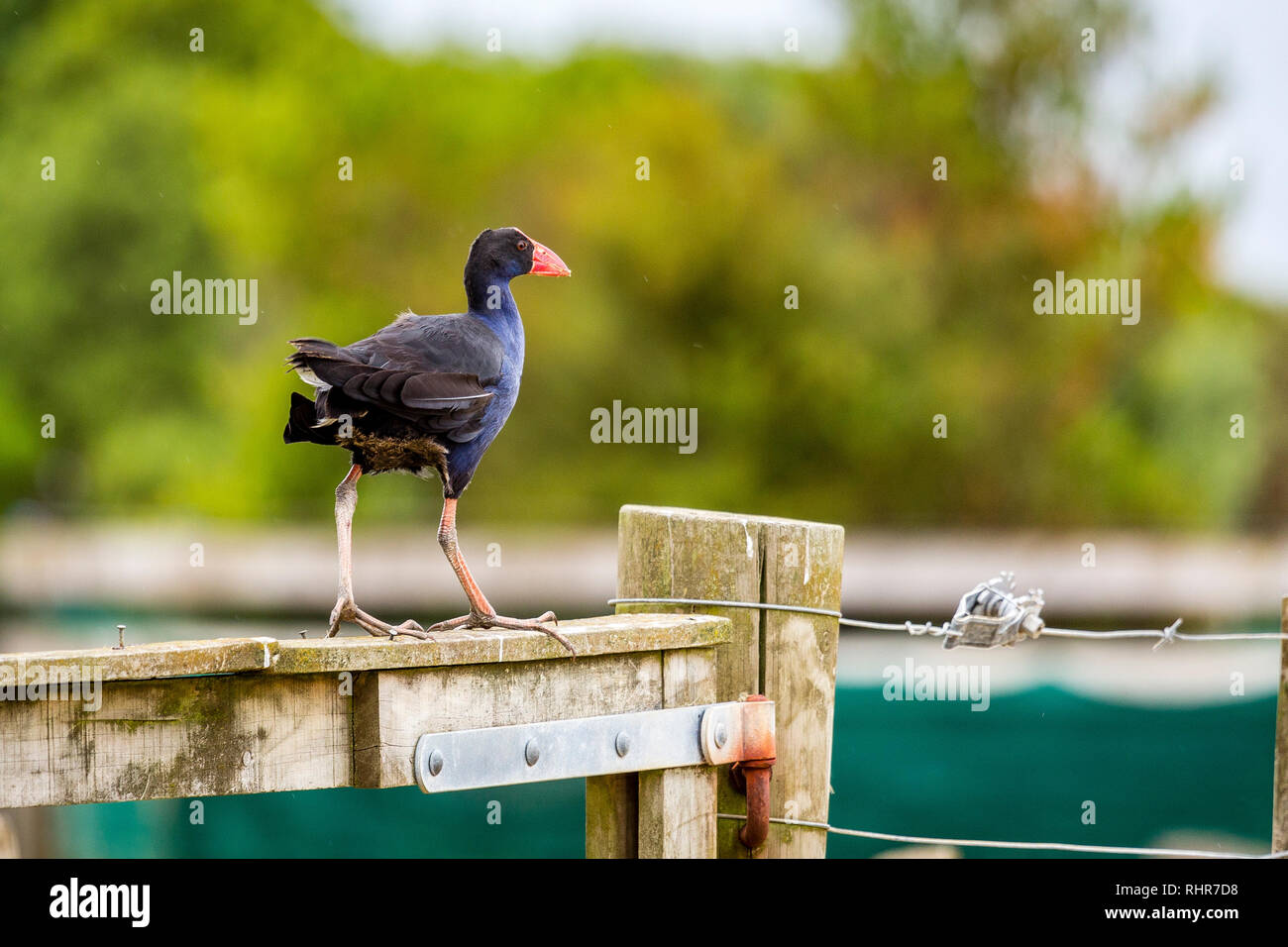 Teal Sumpf Henne, Neuseeland Pukeko Stockfoto