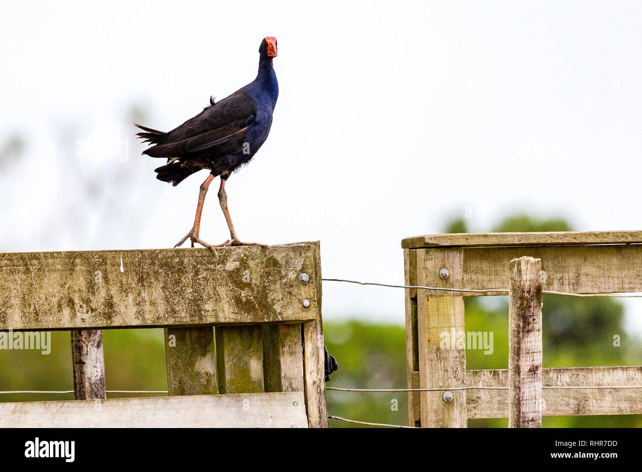 Teal Sumpf Henne, Neuseeland Pukeko Stockfoto