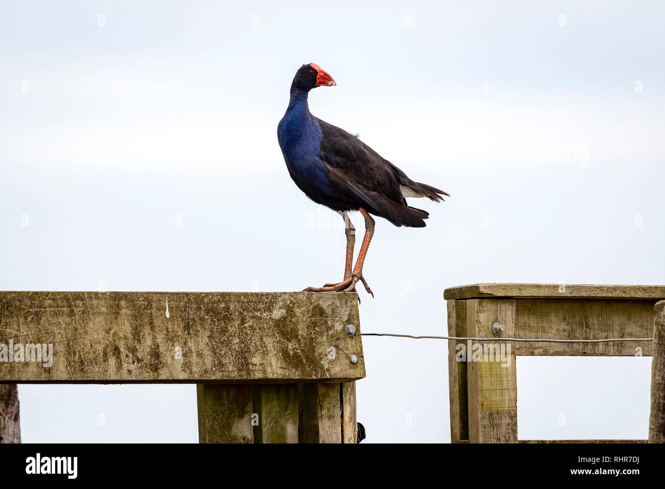 Teal Sumpf Henne, Neuseeland Pukeko Stockfoto