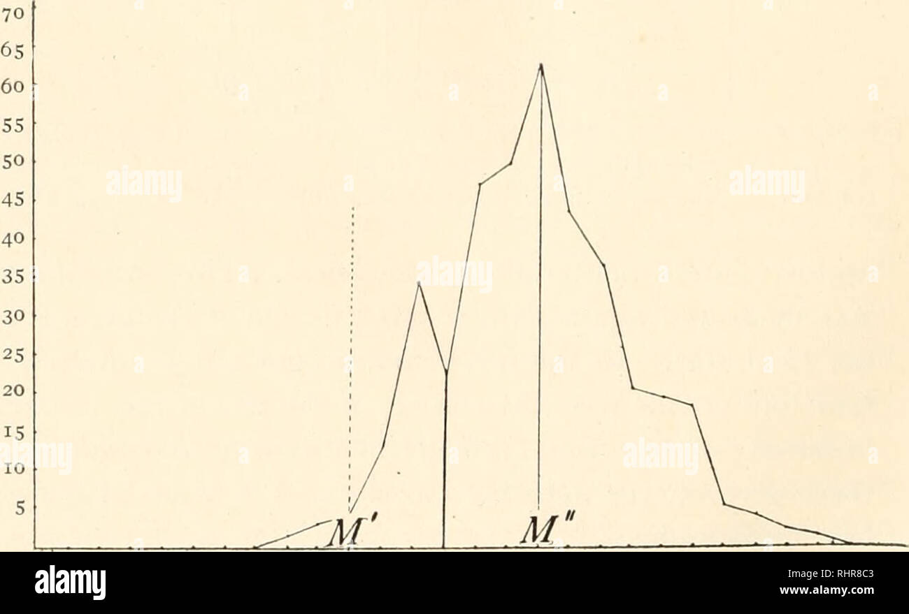 . Die biologische Bulletin. Biologie; Zoologie; Biologie; Meeresbiologie. Länge in n. 22.68 23.76 24.84 25.92 27.00 28.08 29.16 30.24 31.32 23.00 33.48 35.64 Abb. II 34-56 bimodale Kurve der Variabilität der chromatischen - Rod Länge für 4 r. Größere Anzahl von Spermien um die obere" gruppiert, M". Frequenz.. Länge in M.. 22.68 23.76 24.84 25.92 27.00 28.08 29.16 30.24 31.32 23.00 33.48 34-56 35- Abb. 12. Bimodale Kurve der Variabilität der chromatischen - Rod Länge für 4!. Größere Anzahl von Spermien um die obere" gruppiert, M".. Bitte beachten Sie, dass diese Bilder aus Scann extrahiert werden Stockfoto