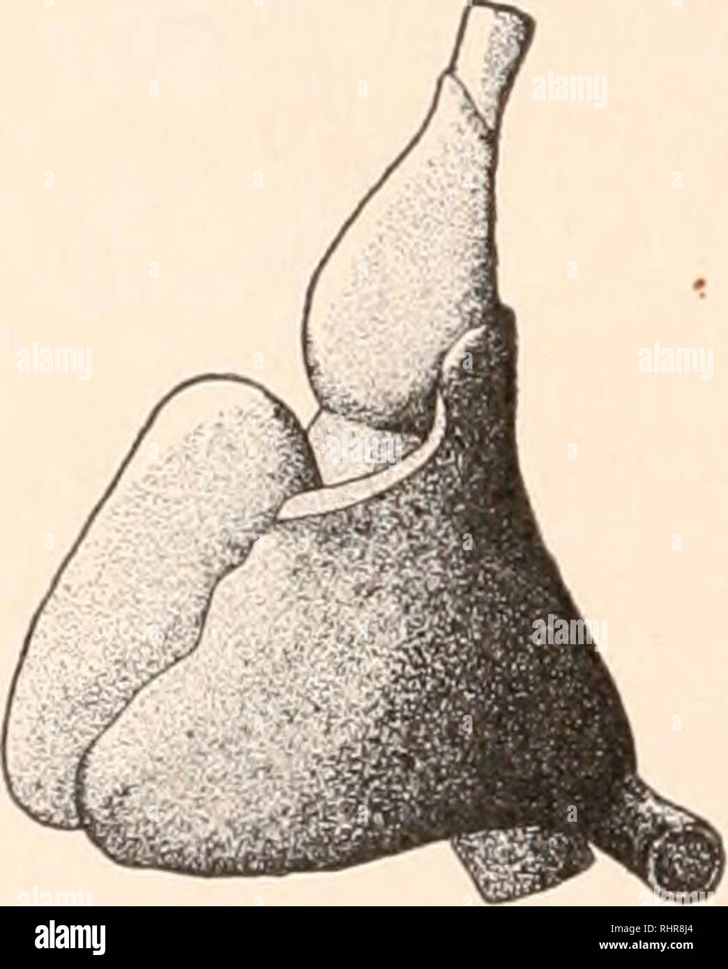 . Die biologische Bulletin. Biologie; Zoologie; Biologie