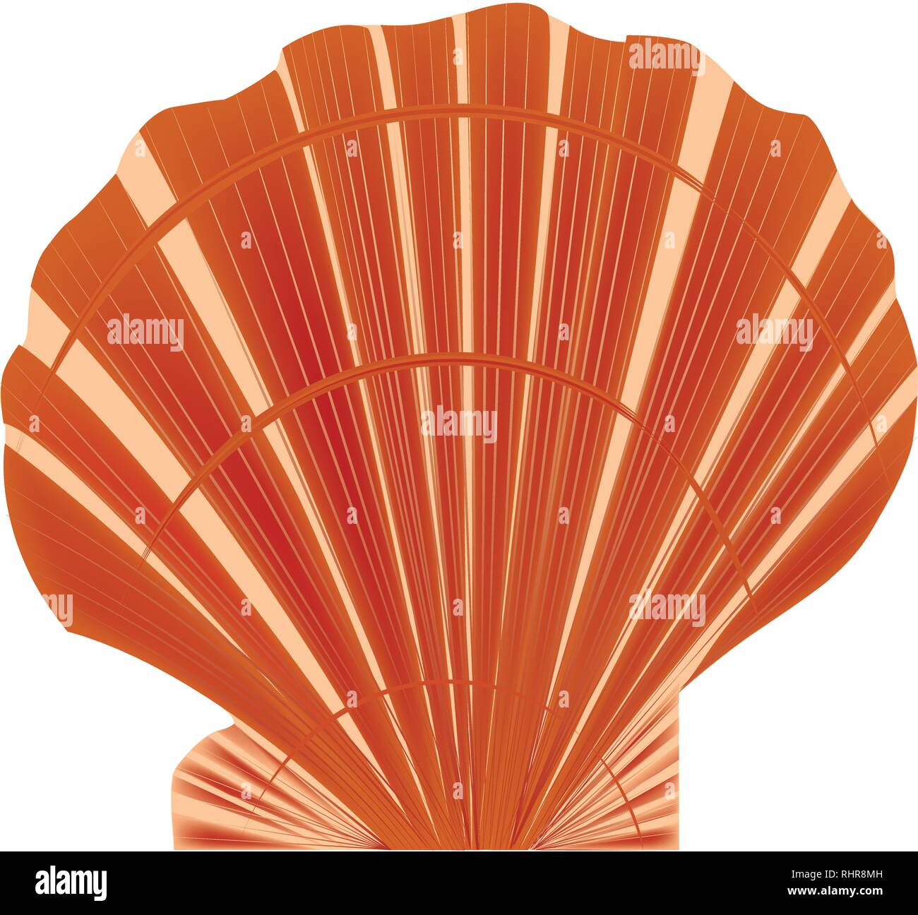 Sea Shell, Vector Illustration, weißer Hintergrund, orange Schale, isoliert auf Weiss, clam Stock Vektor