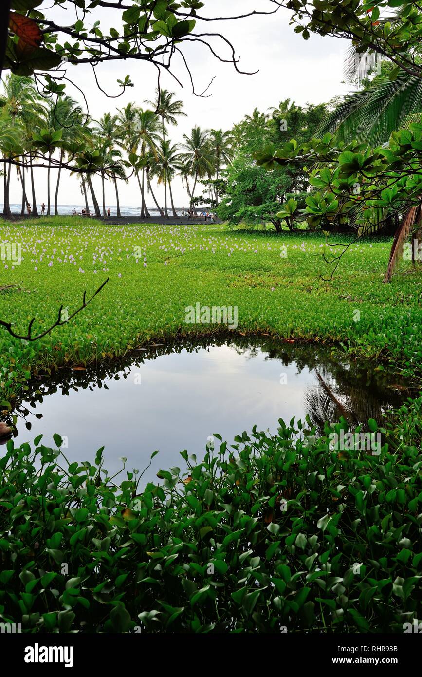 Tropische Wald in Hawaii Big Island, USA Stockfoto