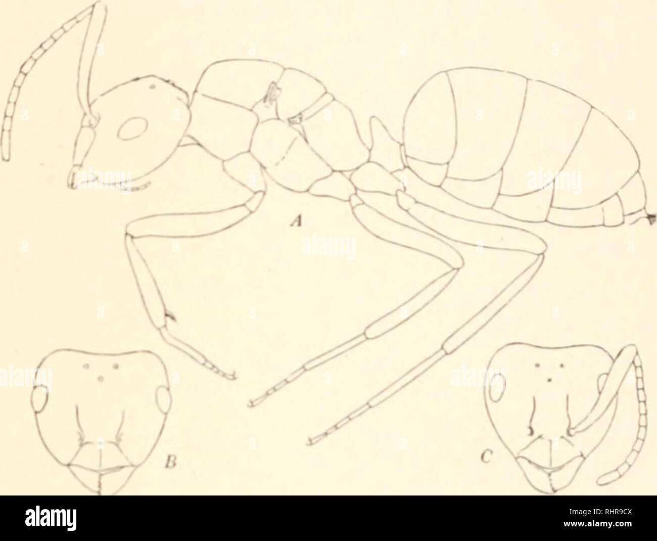 . Die biologische Bulletin. Biologie; Zoologie; Biologie; Meeresbiologie. Ein ABARTIGES LASIUS AUS JAPAN. 133 Der Arbeiter fnli^ inosus als Letztere ist wie die von der Euro- päischen Frau der Sorte. Wenn spathepus ein abartiges ist weiblich fiiliziHtisuv, wie M'-ms nicht nur möglich, sondern wahrscheinlich, wir müssen daher; t - ume entweder, dass diese Arten in Japan hat zwei Frauen, • iparalil. - die Ein- und/3-Weibchen von tetipes, oder dass ii verfügt nur über''"""•. Mi in Ili, während die a-weiblich ist allein in Europa erhalten. I/.; in: 'tuius 1. Herr, ilr. ili Frau; B. Leiter des gleichen; C, ICH! Ich "fastenzeit K ich Seine qu Stockfoto