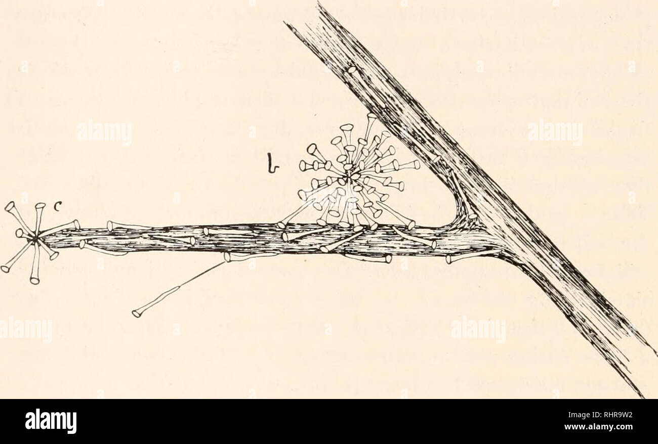 . Die biologische Bulletin. Biologie; Zoologie; Biologie; Meeresbiologie. Ich 88 Frank M. OBERFLÄCHE. kurze Strecke und dann wieder zeichnen, dieses oft mehrmals wiederholen. Damit jeder einzelne drückt etwas Abstand über die bisherige Grenze, aber Endlich ist es in der Regel dreht sich herum und bewegt sich in Richtung zu seinem Gefährten. Dieses wie bestimmte Beobachtungen bereits erwähnt scheint darauf hinzudeuten, dass der Kleber Faden, den Sie immer absondern, wie sie sich bewegen, liefert eine wegweisende Impulse für die jungen Rädertierchen. Manchmal wird eine einzelne Blätter der Stammzellen und schwimmt eine kurze Entfernung, immer von der thr befestigt Stockfoto
