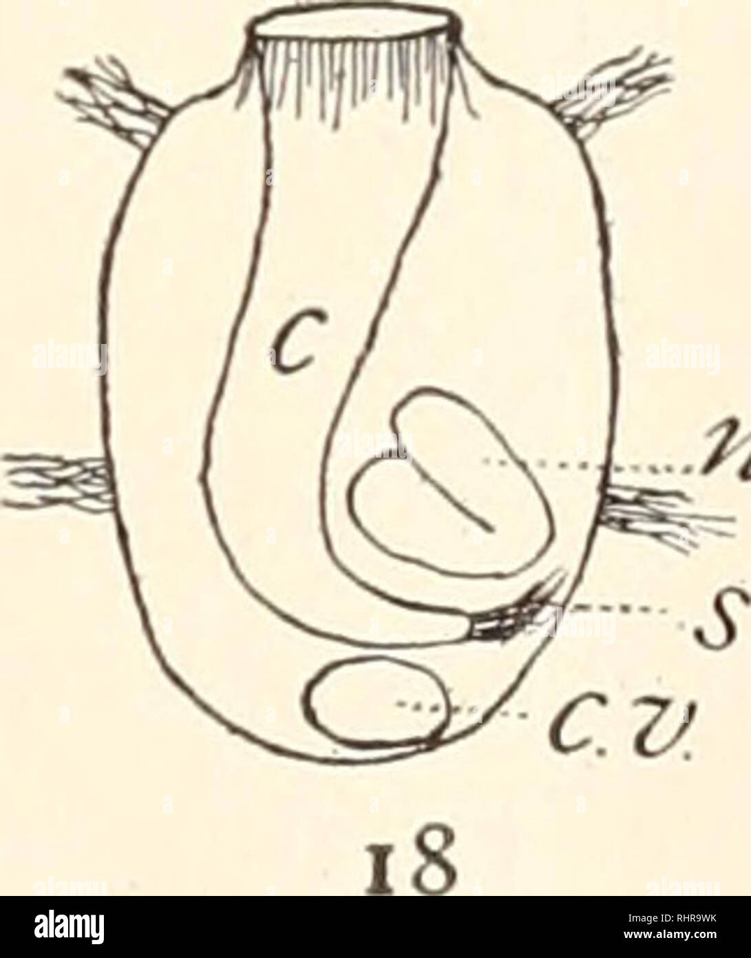 . Die biologische Bulletin. Biologie; Zoologie; Biologie; Meeresbiologie. Reaktionen der DIDINIUM NASUTUM. Messen Sie mit jedem Grad von Genauigkeit, während man am Leben, und wenn Sie getötet werden vor dem Schlucken abgeschlossen ist, kann man nie sicher sein, dass es hätte erreicht werden können, wenn sie nicht getötet worden. Die einfachste Methode scheint zu sein, eine große Anzahl von Exemplaren zu beheben, sofort nachdem Sie wurden Fütterung, damals die größte und berechnen Sie die relative Größe des Organismus geschluckt. Dies wurde gemacht und einige Proben wurden, in der der Stoff der Parauiccium geschluckt oc gefunden Stockfoto