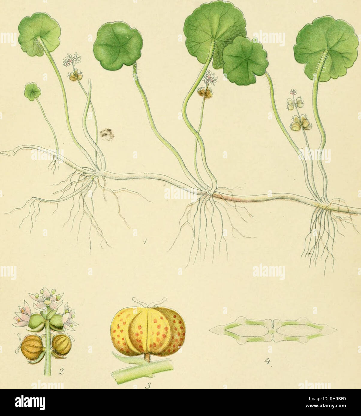 . Billeder af Nordens Flora. Pflanzen. 26J^. VANDNAVLE, hydrocotyle vulgaris.. Bitte beachten Sie, dass diese Bilder sind von der gescannten Seite Bilder, die digital für die Lesbarkeit verbessert haben mögen - Färbung und Aussehen dieser Abbildungen können nicht perfekt dem Original ähneln. extrahiert. Lindman, C.A.M. (Carl Axel Magnus), 1856-1928. København, G.E.C. Gad Stockfoto