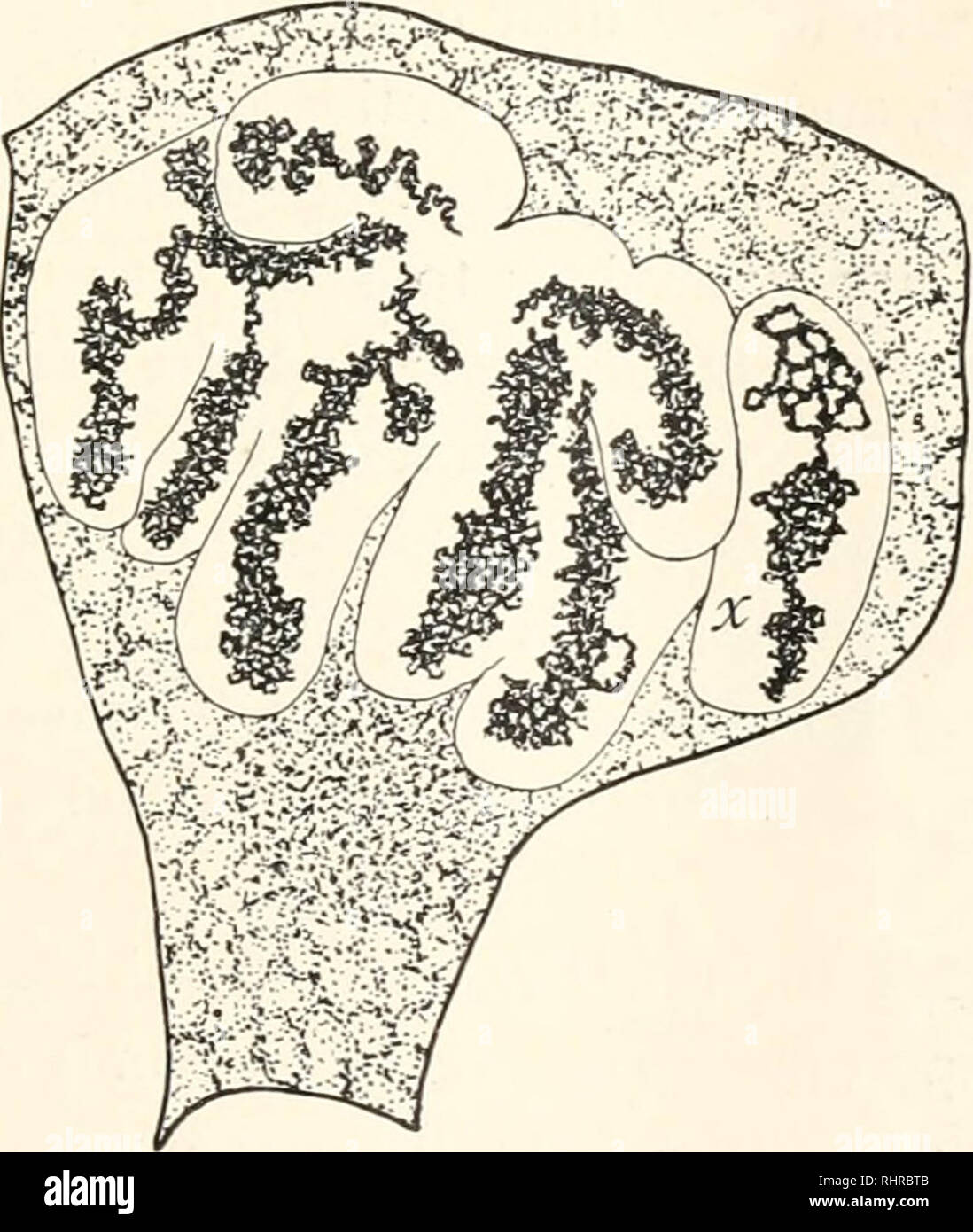 Die Biologische Bulletin Biologie Zoologie Biologie - 